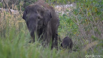 Potret Gajah Liar di Bengkalis Riau yang Baru Melahirkan