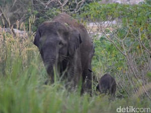 Hindari Konflik dengan Manusia, Gajah Liar di Riau Akan Dipasang GPS