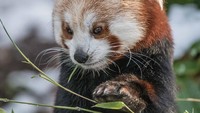 Tak kalah menggemaskannya, ada bayi panda merah (Ailurus fulgens) ini. Panda merah ini didatangkan dari Himalaya. Unyu banget! (Chester Zoo)