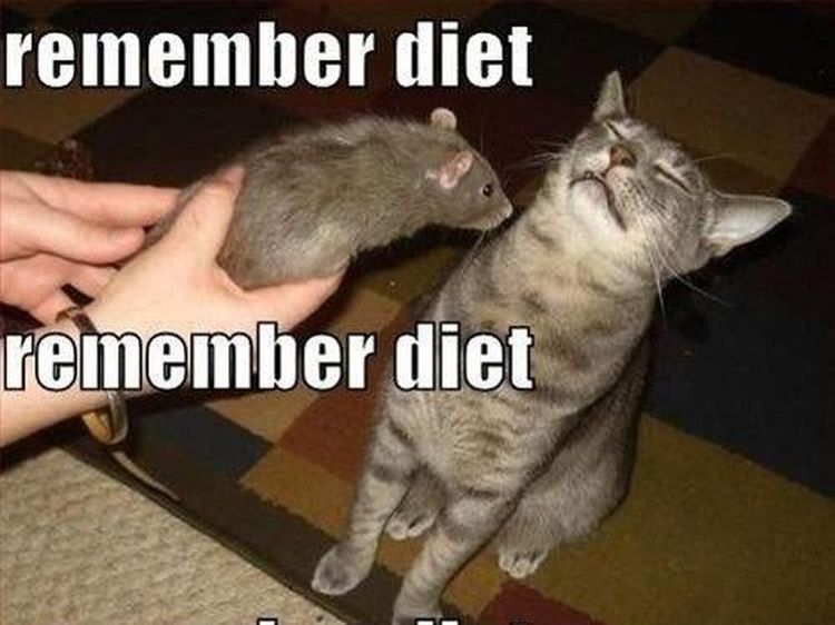 Meme Kocak Gambarkan Perjuangan di Balik Godaan Diet