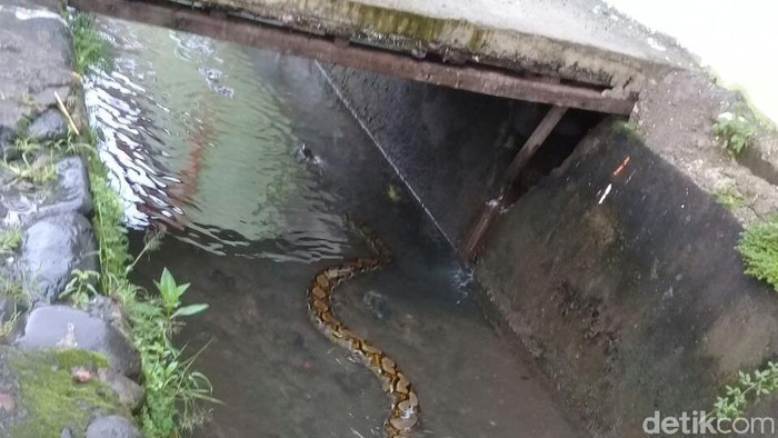 Ular Sanca Muncul di Selokan, Bikin Geger Warga Daeng Tata Makassar