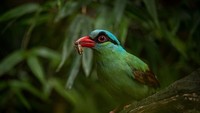 Kebun binatang Chester juga punya koleksi 6 pasang burung Ekek Geling (Cissa thalassina) dari Indonesia. Burung ini statusnya rentan punah dan sedang ditangkarkan (Chester Zoo)