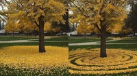 Ini before after daun taman yang dikerjakan oleh Joanna. Joanna menciptakan karya seni ini pada 2013. Awalnya hanya iseng saja, sebagai background untuk foto keluarga (Joanna Hedrick/Instagram)