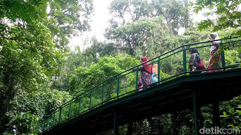 Foto: Bandung Punya Forest Walk Terpanjang di ASEAN (Mochamad Solehudin) Foto: Bandung Punya Forest Walk Terpanjang di ASEAN (Mochamad Solehudin)
