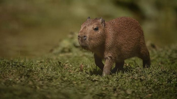 Foto Bayi Bayi Hewan Lucu Di Kebun Binatang Inggris Foto 4