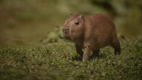 Selain satwa dari Indonesia, ada juga capibara yang lucu dan imut ini. Capibara termasuk dalam jenis rodentia (hewan pengerat) terbesar di dunia (Chester Zoo)