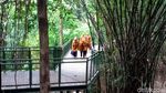 Bandung Punya Forest Walk Terpanjang di ASEAN