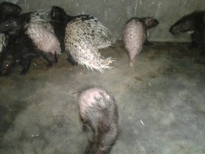 Pelihara Landak Liar, Kakek di Gianyar Dihukum Percobaan