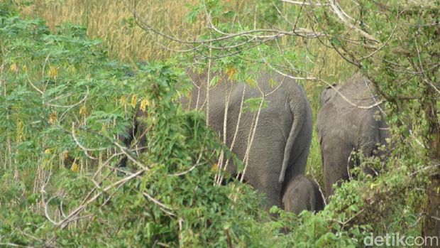 Gajah Liar di Bengkalis Riau Melahirkan Bayi, Ini Penampakannya
