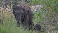 Foto: Koordinator Rimba Satwa Foundation (RSF), Zulhusni mengatakan bayi gajah itu diperkirakan lahir dalam sepekan ini. Lokasinya di semak belukar di Desa Balai Raja, Kecamatan Pinggir, Kabupaten Bengkalis, Riau. (Dokumen Rimba Satwa Foundation)