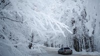 Hutan di Tbilisi, Georgia ini pun terlihat memutih akibat salju. Jalan yang dilalui mobil pun nyaris tak terlihat. (Foto: Dok. Reuters)