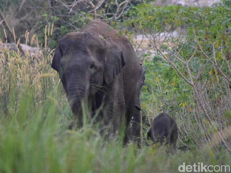 Gajah Liar di Bengkalis Riau Melahirkan Bayi, Ini Penampakannya Gajah Liar di Bengkalis Riau Melahirkan Bayi, Ini Penampakannya