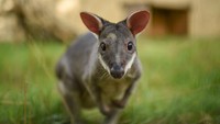 Kebun Binatang Chester di Inggris merilis beberapa foto bayi-bayi hewan yang lahir di sana selama setahun terakhir. Termasuk di antaranya, beberapa satwa dari Indonesia. Contohnya, Wallaby dari Indonesia ini (Chester Zoo)