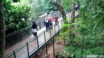 Bandung Punya Forest Walk Terpanjang di ASEAN