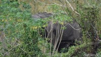 Foto: Lokasi lahirnya bayi gajah itu tepatnya di hutan kecil yang tak jauh dari perkebunan masyarakat. (Dokumen Rimba Satwa Foundation)