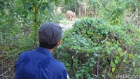 Foto: Saat ini, sambung Husni, anak gajah itu ditemani keluarganya. Satu induk, satu gajah betina lainnya, dan satu gajah jantan. (Dokumen Rimba Satwa Foundation)