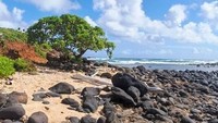 Kapaa, yang juga dieja Kapaa, berarti solid dalam bahasa Hawaii. Kota kecil yang terletak di kaki Gunung Nounou di Kauai. Kota ini akan memanjakan wisatawan dengan tersedianya beragam pilihan hotel, pusat pertokoan, dan restoran (dok Tripadvisor)