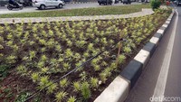 Taman juga sudah mulai menghijau.