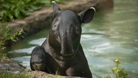 Coba lihat bayi tapir yang sedang main di kolam ini. Gemas banget! (Chester Zoo)