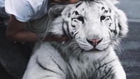 Masih di Dubai, UAE, Victoria juga sempat bermain dengan harimau putih. Lebih gemesin harimaunya atau si Victoria, traveler? (victoriabonya/Instagram)