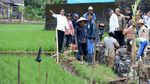 Susuri Sawah, Jokowi Cek Padat Karya Cash di Tasikmalaya