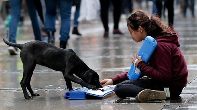 Foto: Keakraban Gadis Pengamen Suriah dengan Anjing Liar di Turki