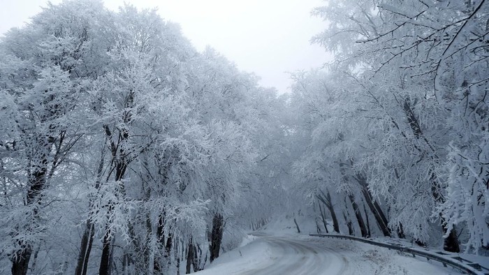 A road sign is seen under snow covered trees outside Tbilisi, Georgia, January 16, 2018. REUTERS/David Mdzinarishvili