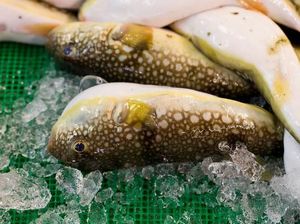 Makan Ikan Buntal dan Kokain, Pria Ini Masuk IGD Rumah Sakit