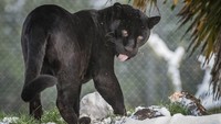 Kenalin, kalau ini namanya Goshi. Dia jaguar yang masih suka main-main. Tapi awas, dia bisa menggigit lho! (Chester Zoo)