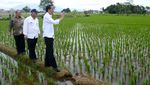 Susuri Sawah, Jokowi Cek Padat Karya Cash di Tasikmalaya