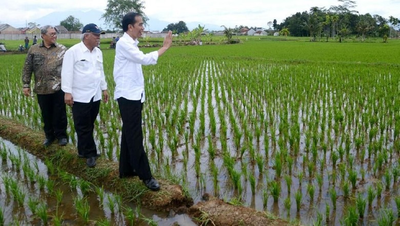 Melihat Lagi Janji Jokowi soal Swasembada yang Diulas Titiek Melihat Lagi Janji Jokowi soal Swasembada yang Diulas Titiek
