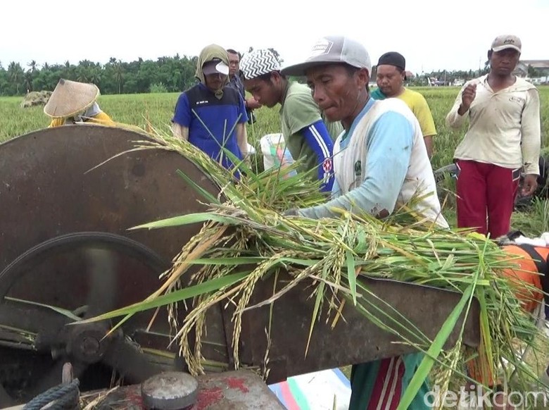 iHargai Gabah Naik Petani idii iBanyuwangii Tolak Impor Beras