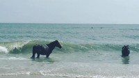 Kawasan Assateague Island National Seashore merupakan kawasan hutan lindung, dimana kuda liar dan satwa liar lainnya hidup bebas (assateaguefarm/Instagram)