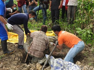 Autopsi Orangutan Tanpa Kepala: 17 Peluru Bersarang di Tubuh