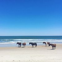 Unik, Pantai di Amerika Ini Isinya Kuda Liar