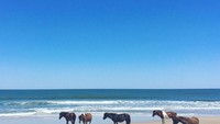 Para traveler juga bisa berkunjung dan kemping di sekitar pantai (assateaguefarm/Instagram)