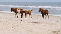Selain indah, pantai ini punya daya tarik lain untuk dikunjungi. Terdapat puluhan bahkan ratusan kuda poni yang berkeliaran di pantai ini (Thinkstock)