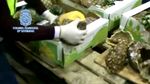 Foto: Modus Sembunyikan Kokain Dalam Nanas di Portugal