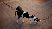 Dua anjing yang tengah menunggu pemberkatan di luar gereja San Anton di Malaga (Foto: Dok. REUTERS/Jon Nazca)