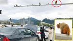 Kecelakaan Mobil Terjadi Gara-gara Pantat Monyet Ini