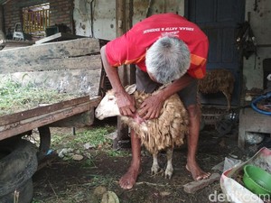 Kambing di Jember Mati Misterius, Dibunuh Hewan Buas?