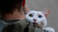 Kucing berusia 2 tahun, Onis, menunggu untuk diberkati oleh seorang imam di luar Gereja San Anton di Madrid (Foto: Dok. REUTERS/Susana Vera)