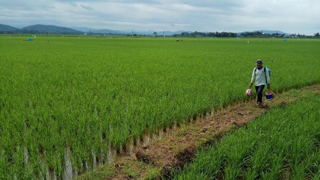Tanpa Impor Beras, RI Bisa Tewas?