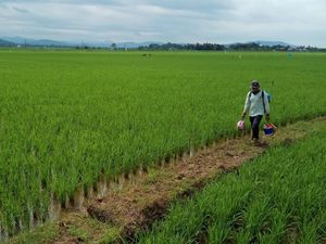 Produksi Beras Diprediksi Surplus 2,8 Juta Ton, Ini Pesan BPS