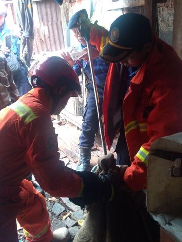 Keberadaan ular sanca tersebut di halaman rumah tetangga, buat takut warga sekitar