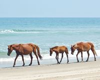 Unik, Pantai di Amerika Ini Isinya Kuda Liar