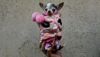 Hewan yang akan menjalani pemberkatan tampak tampil dengan busana-busana yang unik. Salah satunya anjing di Malaga ini. (Foto: Dok. Reuters)