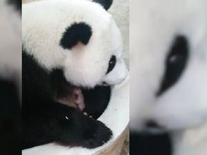 Video Kelahiran Anak Panda di Malaysia