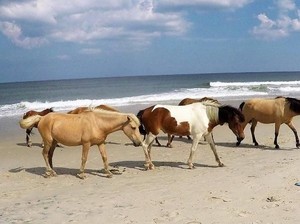 Unik, Pantai di Amerika Ini Isinya Kuda Liar