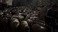 Selain angsa, anjing gembala juga menggiring dompa-domba untuk ikut pemberkatan (Foto: Dok. REUTERS/Enrique Calvo)